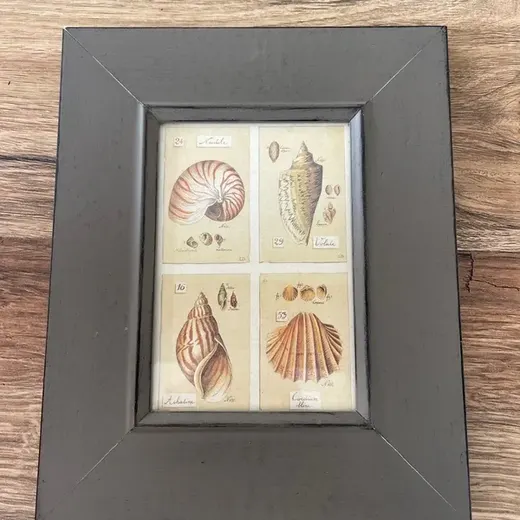 Petit cadre avec des photos de coquillages